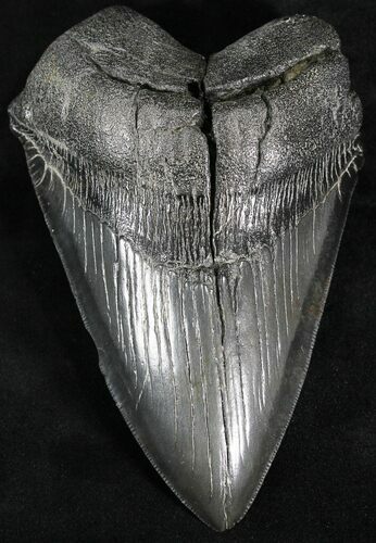 Serrated, Bargain Fossil Megalodon Tooth #24358